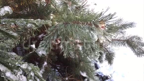 圣诞树上覆盖着雪视频的预览图