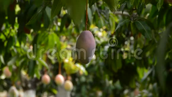 芒果果实挂在树上视频的预览图