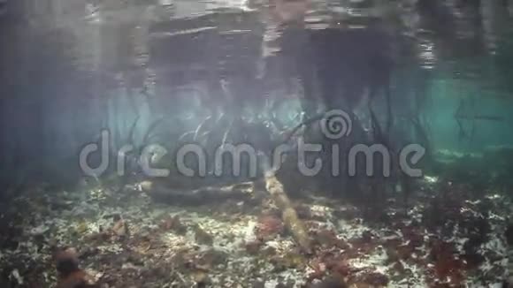 拉贾安帕特的蓝水红树林视频的预览图