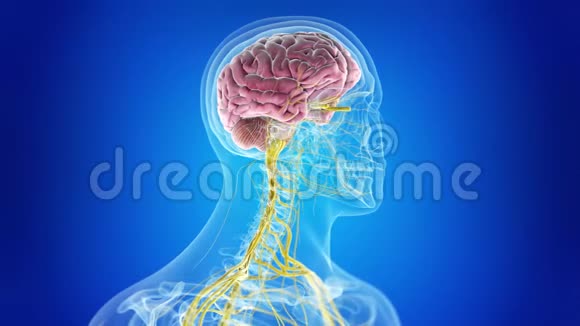人的大脑和神经系统视频的预览图