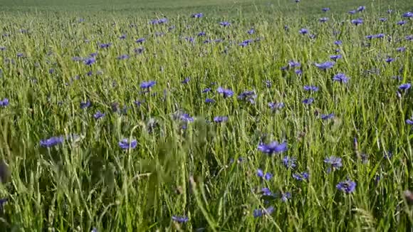 蓝色的花朵视频的预览图