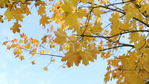 秋天树叶视频的预览图