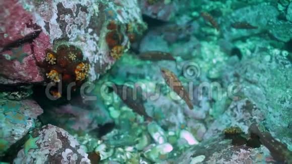 日本海水下岩石中的鱼和海胆视频的预览图