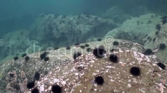 海胆在水下岩石日本海视频的预览图