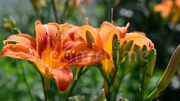 花园里美丽的橙色百合花视频的预览图