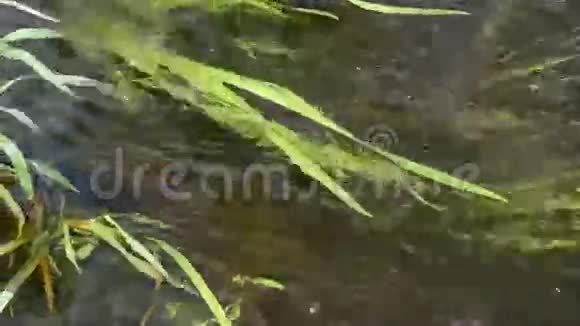 淡水河水流背景视频的预览图
