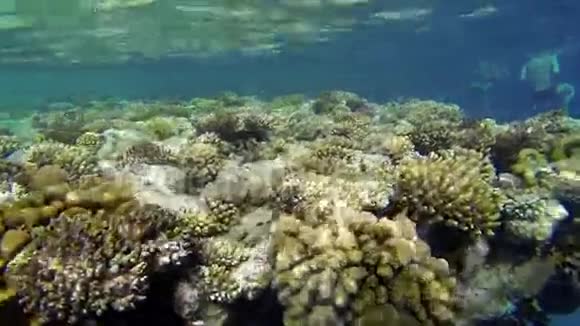 美丽的珊瑚在水下人们在游泳视频的预览图