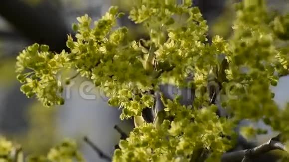 一棵春天开绿花的树视频的预览图