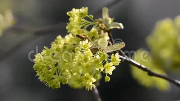 一棵春天开绿花的树视频的预览图