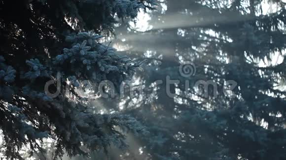 波兰森林里浓雾中的太阳视频的预览图