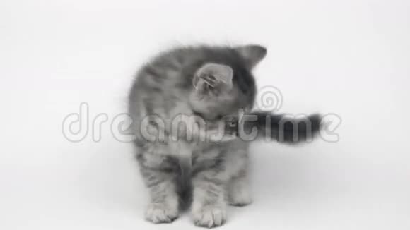 白色背景的灰色英国小猫视频的预览图