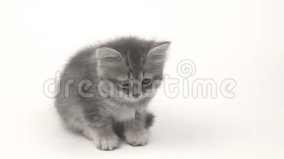 白色背景的灰色英国小猫视频的预览图