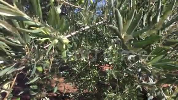 橄榄树种植摄像机在橄榄树之间缓缓移动视频的预览图