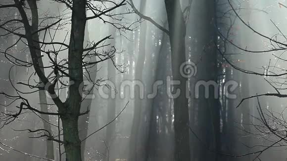波兰森林里浓雾中的太阳视频的预览图