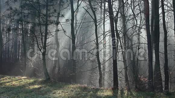 波兰森林中浓雾中的阳光视频的预览图