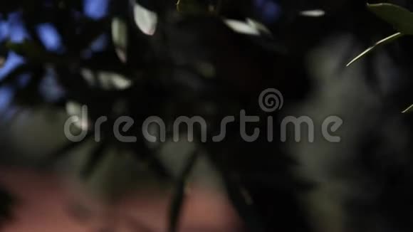 橄榄树种植摄像机在橄榄树之间缓缓移动视频的预览图