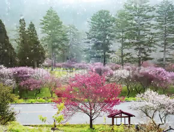 台湾五菱农场美丽樱花园视频的预览图