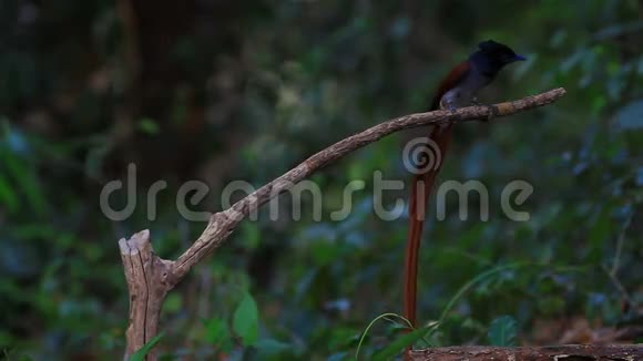 亚洲天堂捕蝇器栖息在树枝上视频的预览图