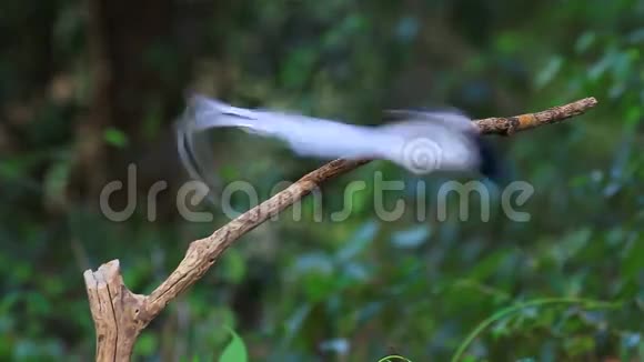 亚洲天堂捕蝇器栖息在树枝上视频的预览图