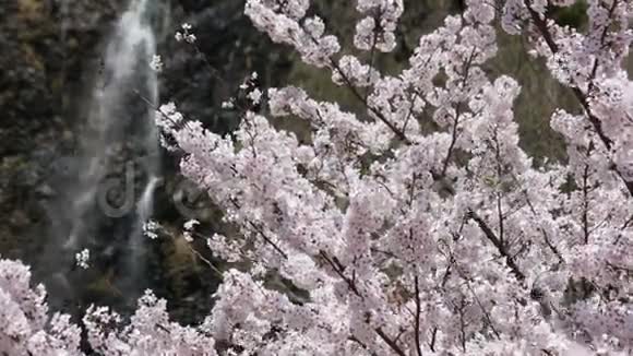 美丽的樱花树视频的预览图