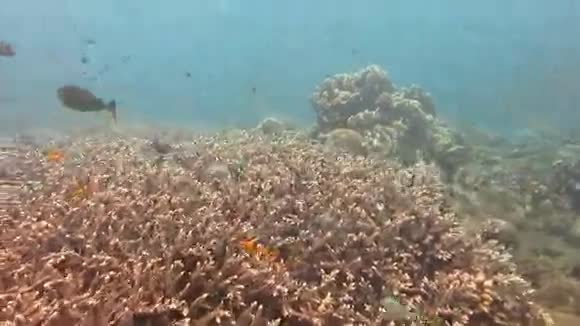 巴厘岛繁茂的珊瑚礁充满海洋生物和鱼群视频的预览图