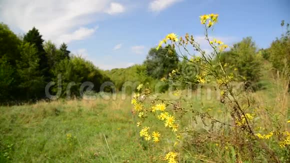俄罗斯草地上的黄色野花视频的预览图