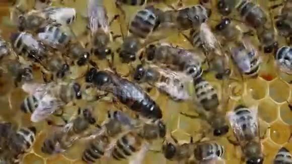 蜂王总是被工蜂包围他们的仆人视频的预览图