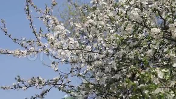 杏花春暖花开视频的预览图
