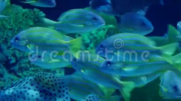 美丽的异国情调在水族馆里看到鱼水下场景视频的预览图