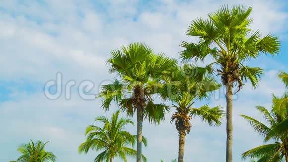 天空背景下的热带棕榈树视频的预览图