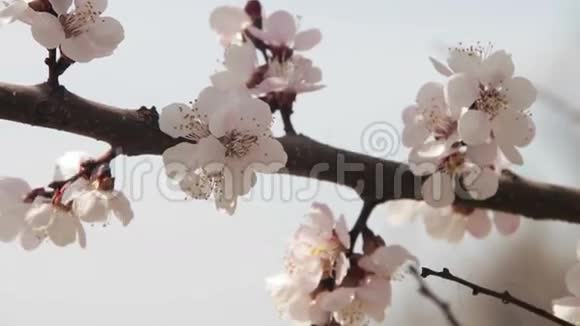 杏花春暖花开视频的预览图