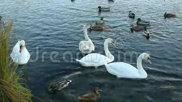 白天鹅和鸭子慢动作视频的预览图