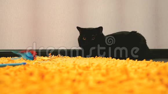 英国黑猫正在玩玩具视频的预览图
