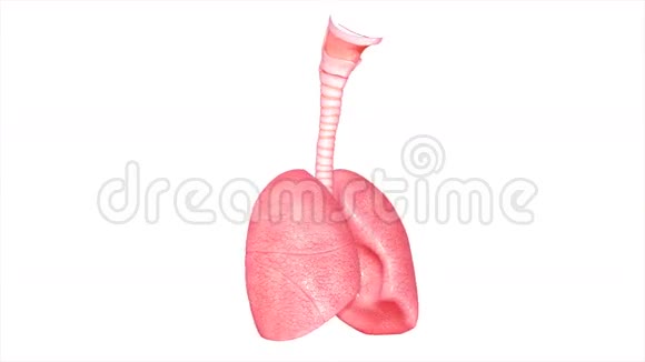 肺视频的预览图
