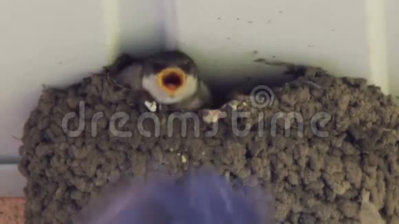 在巢里吞咽小鸡燕子喂小鸡视频的预览图