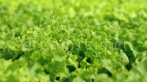 泰国温室种植的水培蔬菜视频的预览图