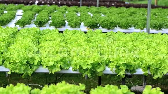 泰国温室种植的水培蔬菜视频的预览图