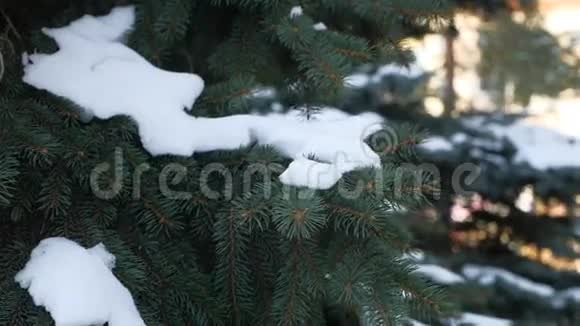 冬季杉树自然雪枝上的云杉景观视频的预览图