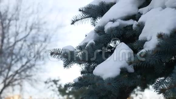 冬季杉树自然雪上枝头山水云杉视频的预览图