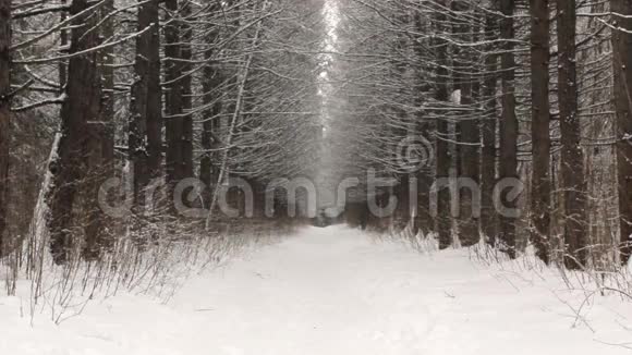 冬天森林背景下的雪视频的预览图