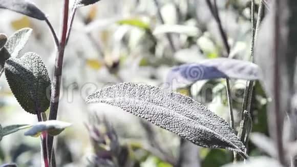 鼠尾草药用植物视频的预览图