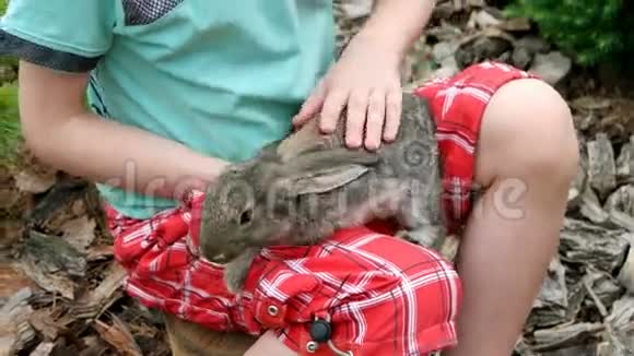 兔子是大自然的美丽动物视频的预览图