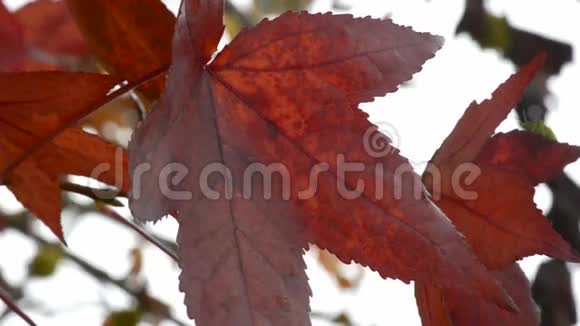 秋叶背景视频的预览图