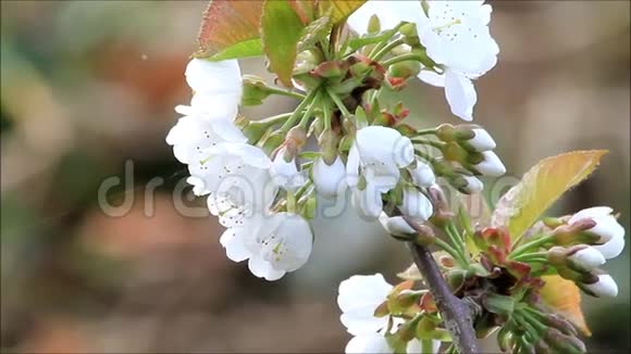 樱花樱花树花枝春天视频的预览图