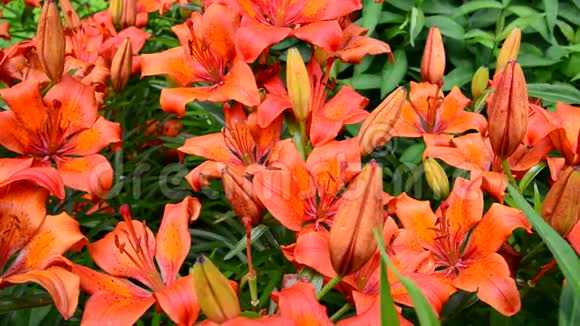 花园里美丽的橙色百合花视频的预览图