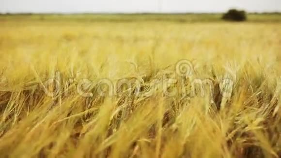 有成熟黑麦或小麦小穗的麦田视频的预览图
