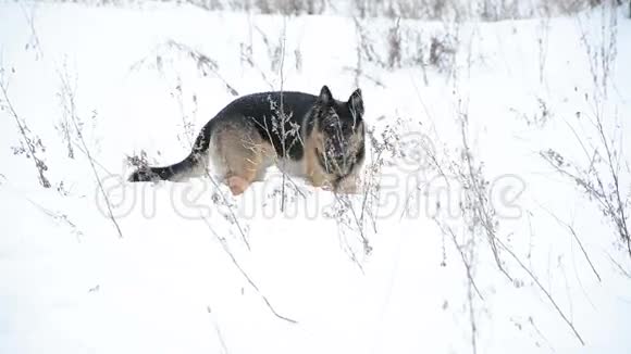 德国牧羊犬在雪地里玩耍视频的预览图
