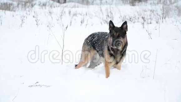 德国牧羊犬在雪地里玩耍视频的预览图