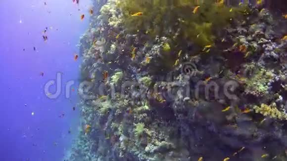 热带鱼类对充满活力的珊瑚礁视频的预览图