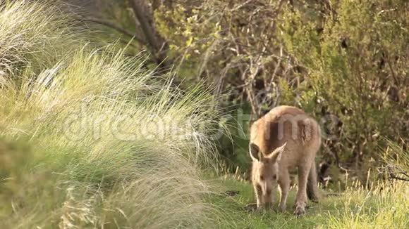 袋鼠澳大利亚野生动物视频的预览图
